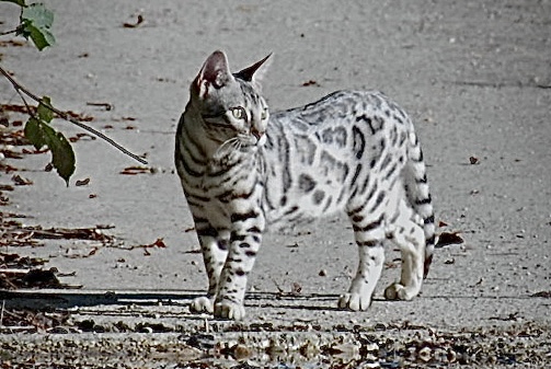 Cat 1