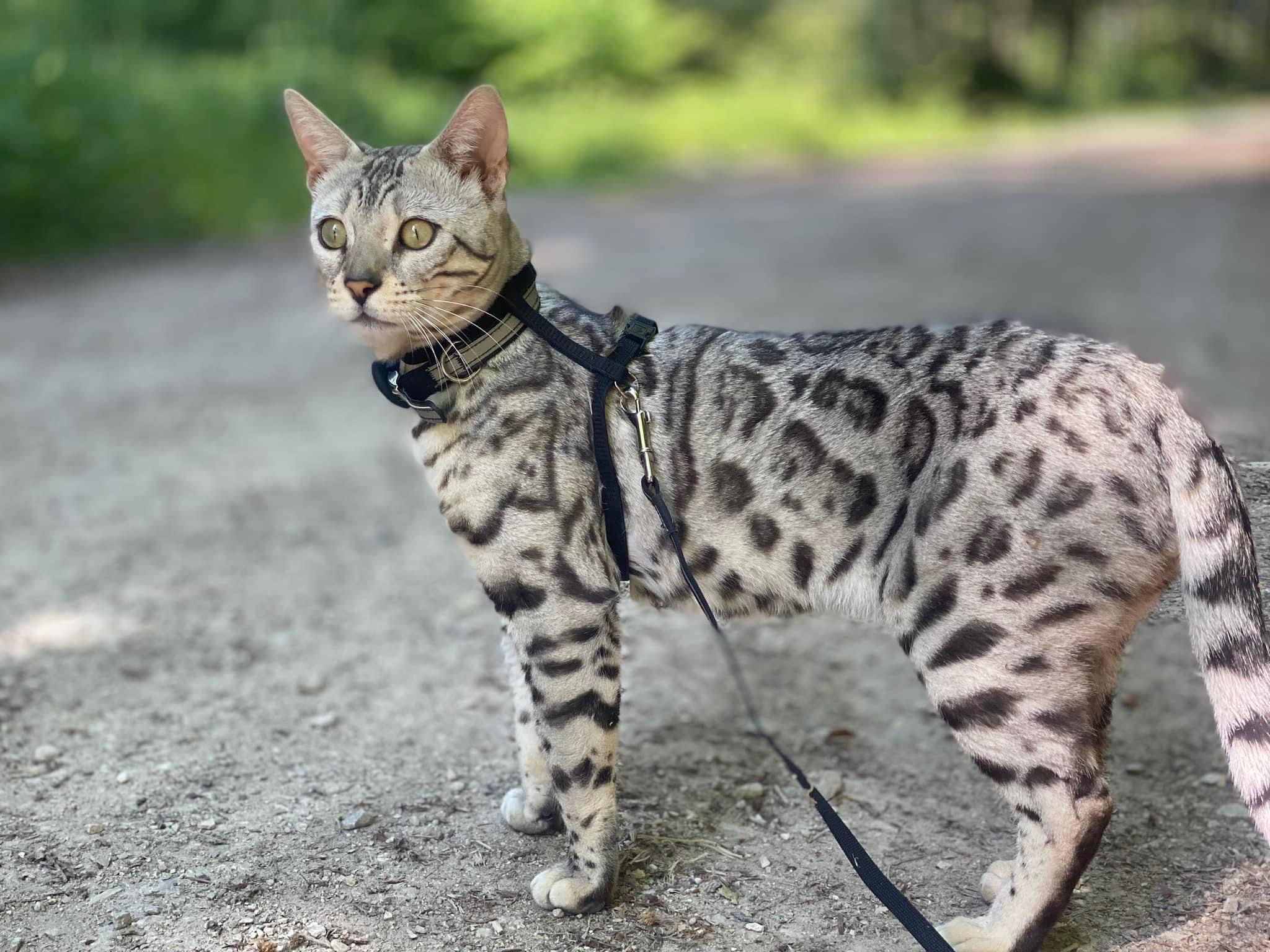 Cat 1
