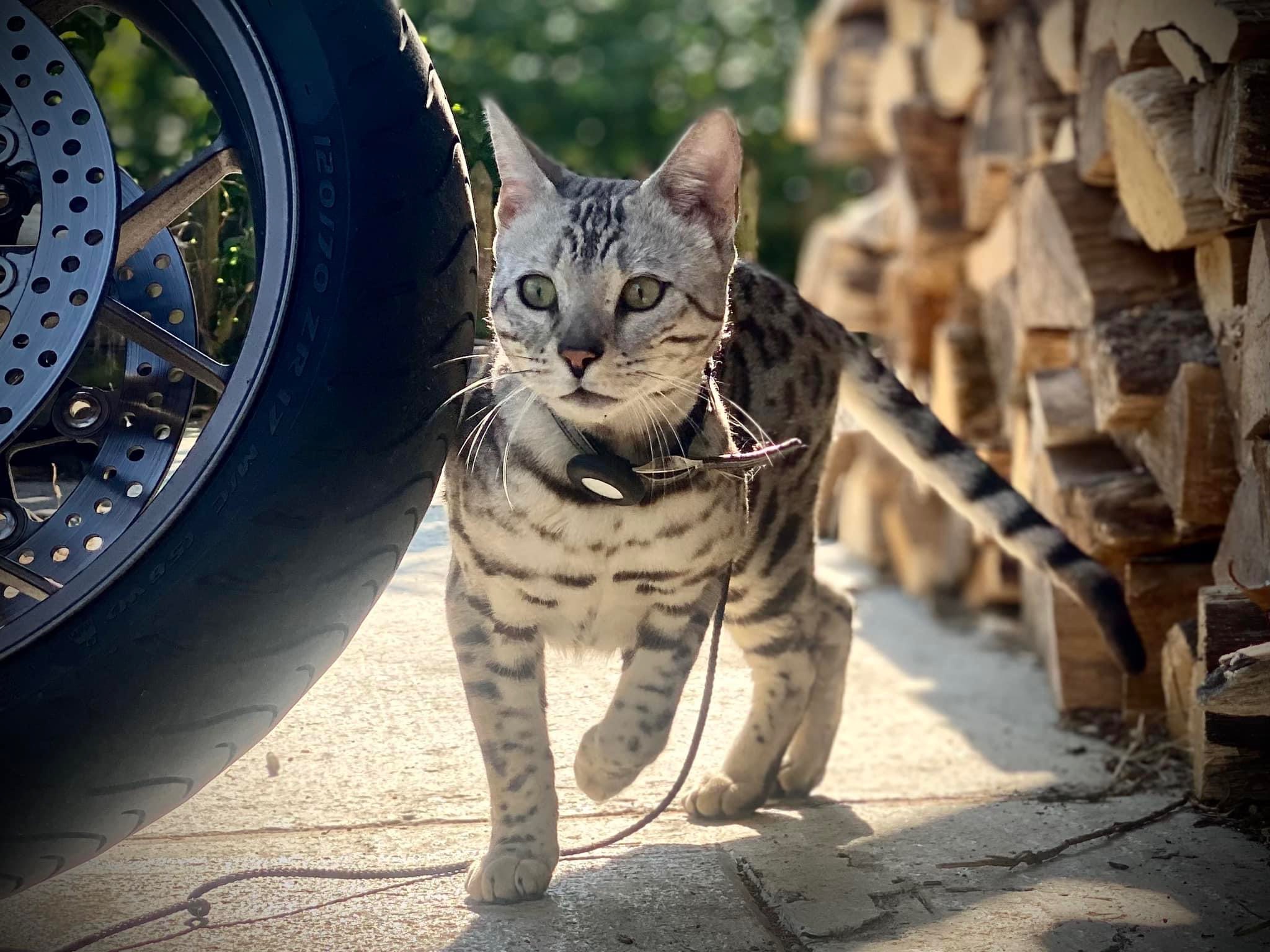 Cat 1