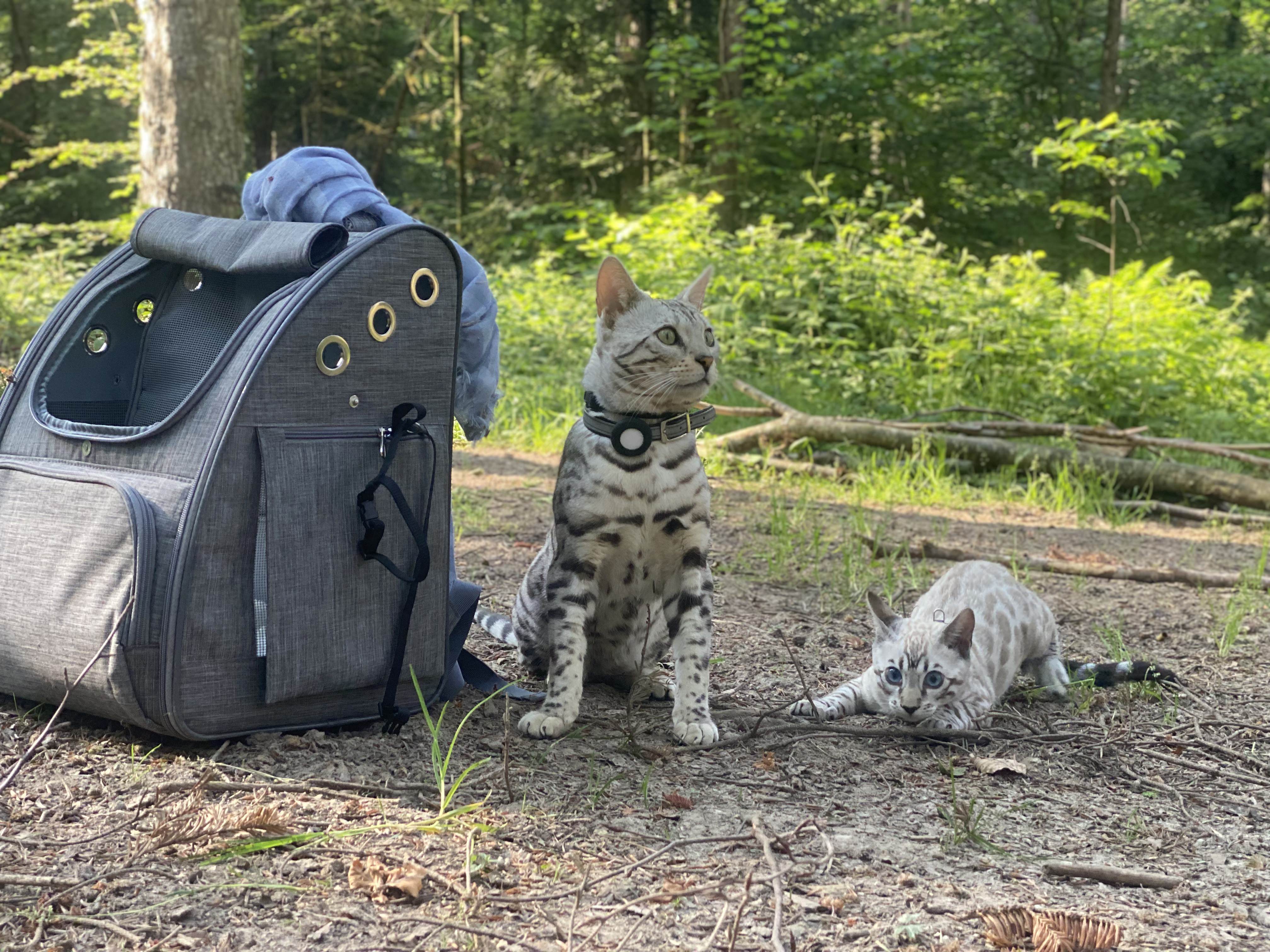 Cat 1