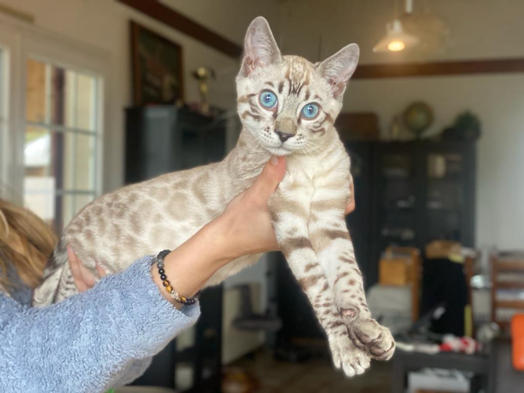 Cat 1