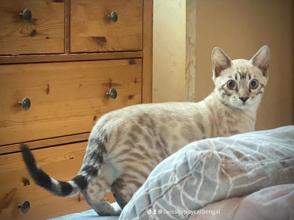 Cat 1