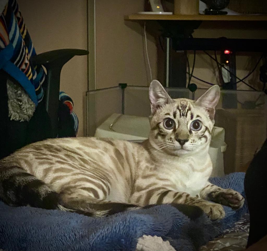 Cat 1