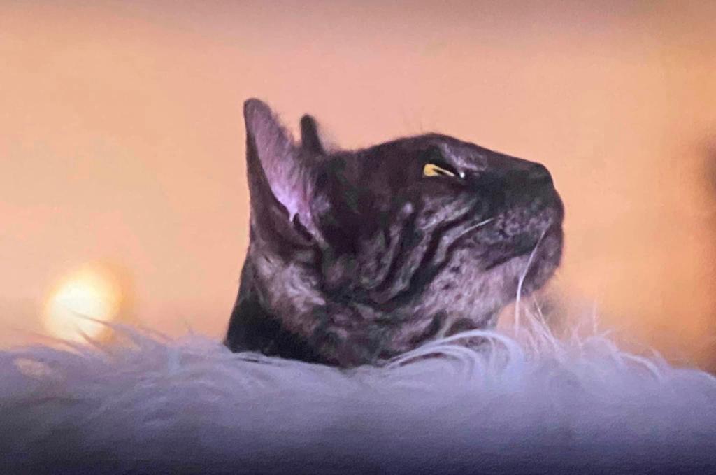 Cat 1