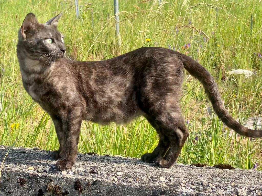 Cat 1