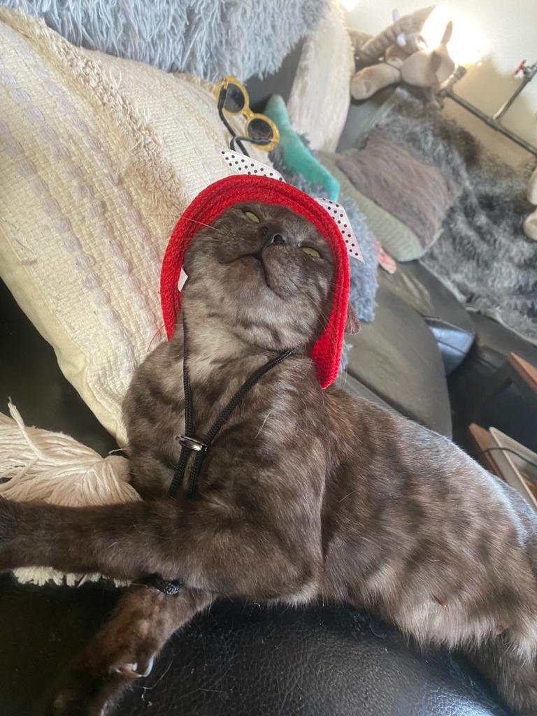 Cat 1