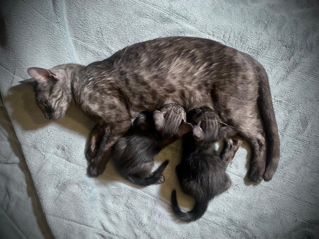 Cat 1