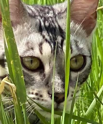 Cat 1