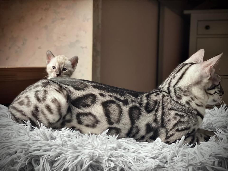 Cat 1