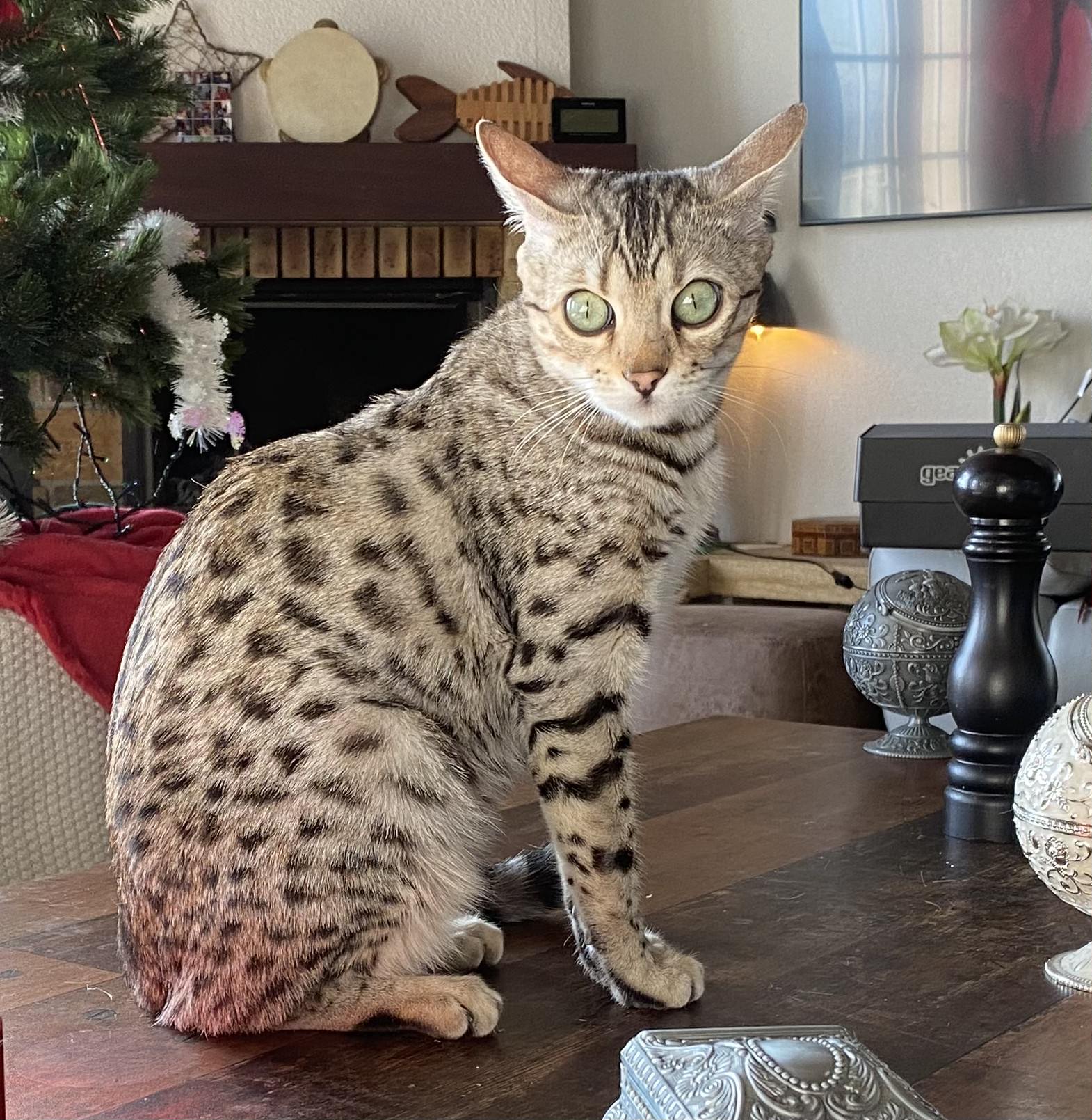 Cat 1
