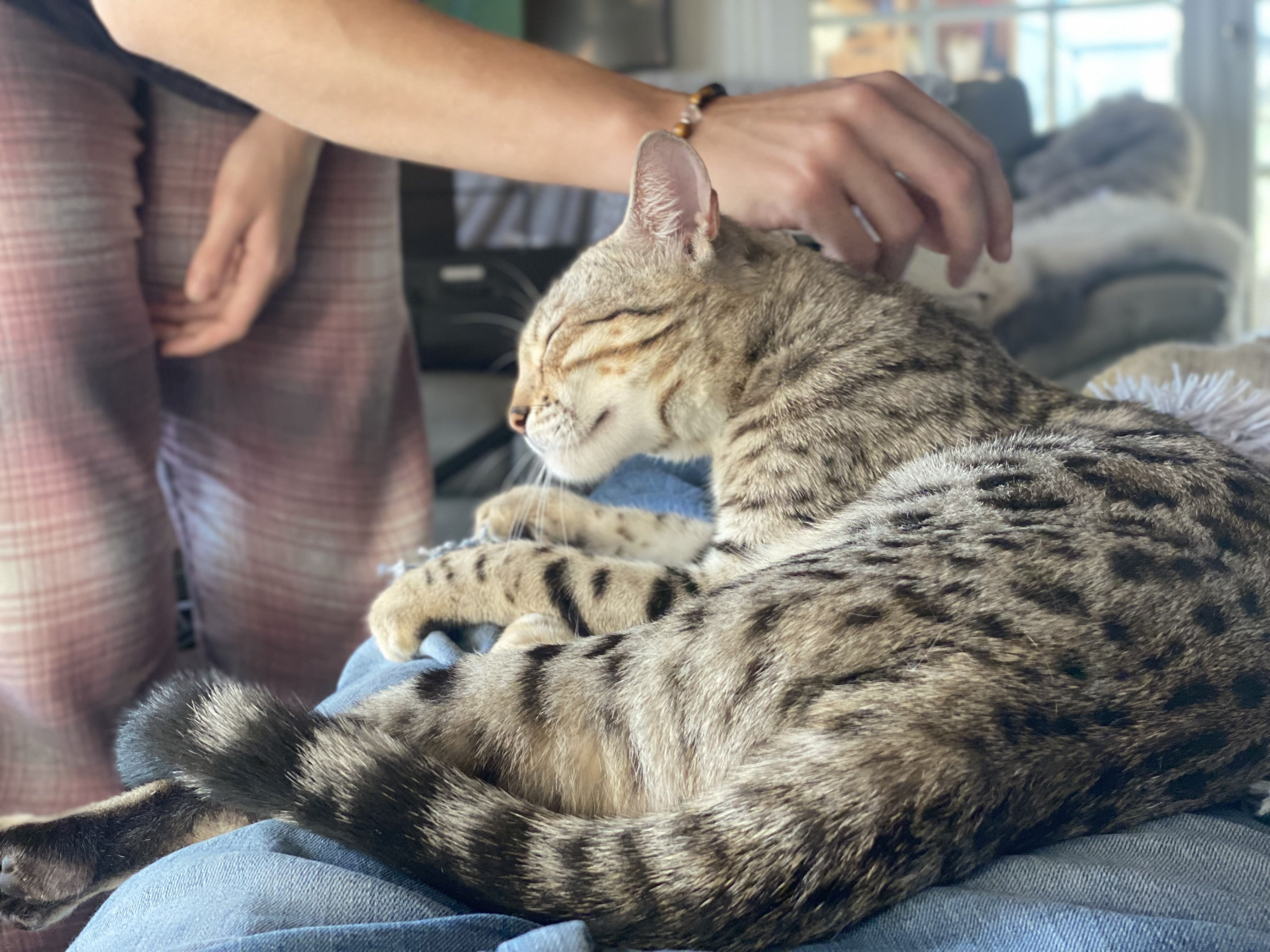 Cat 1