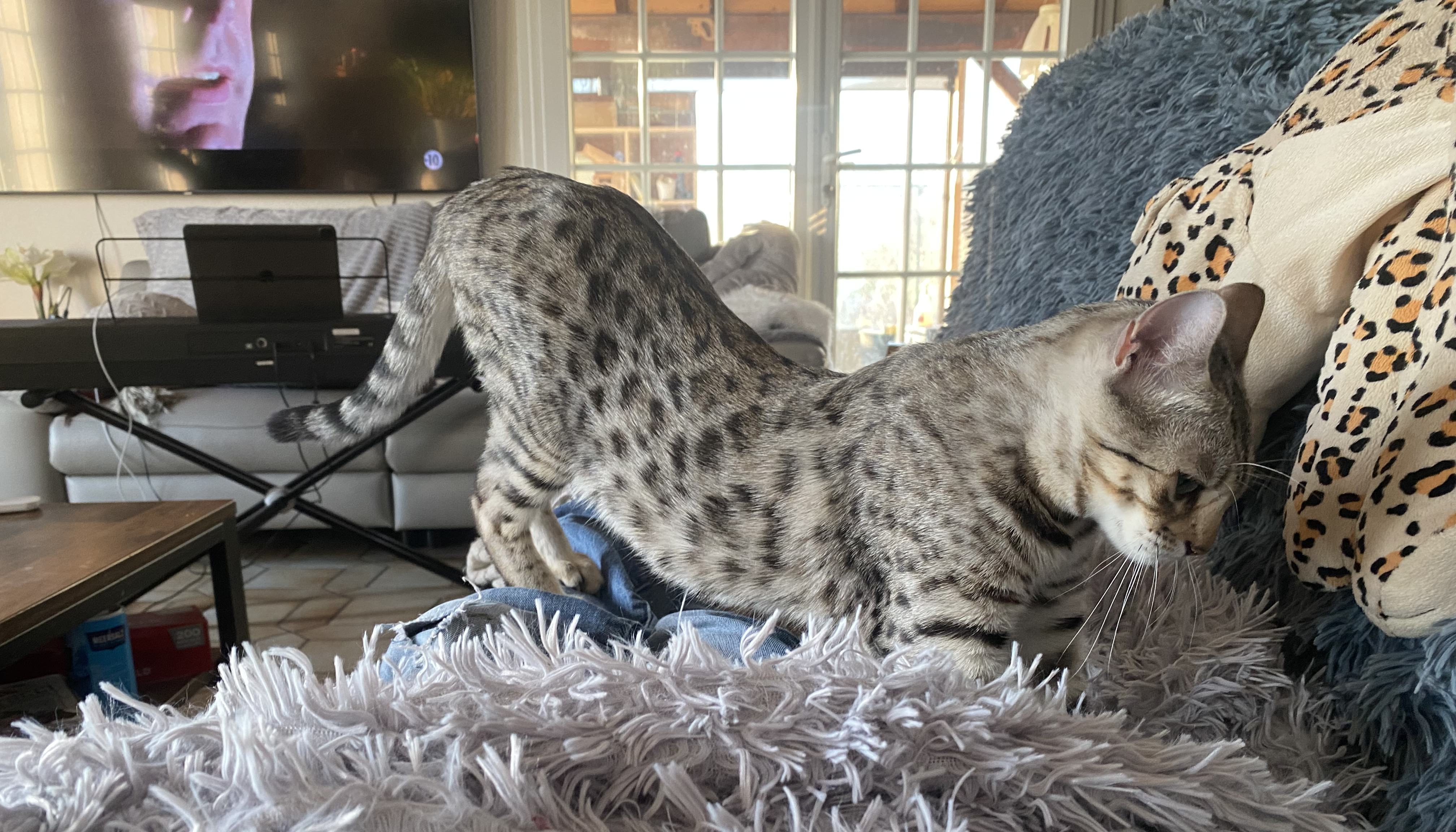 Cat 1