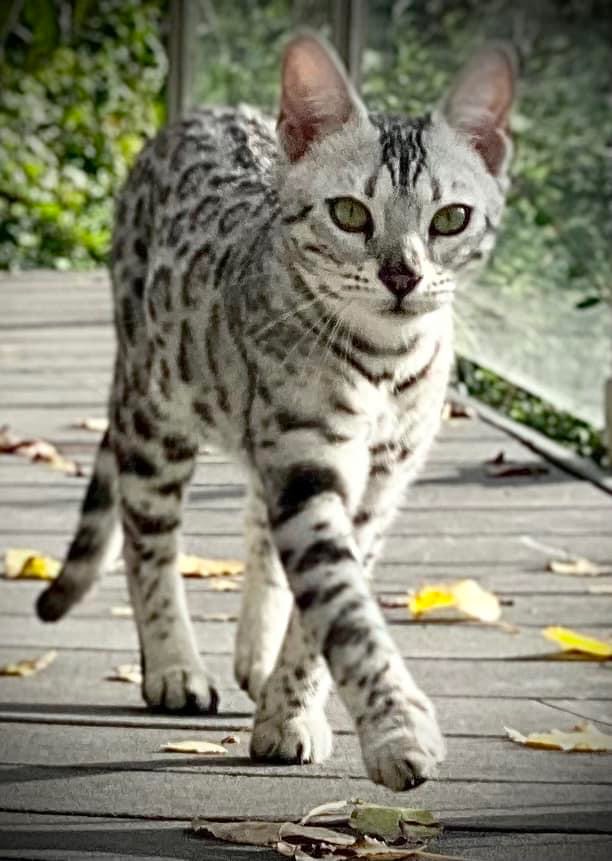 Cat 1