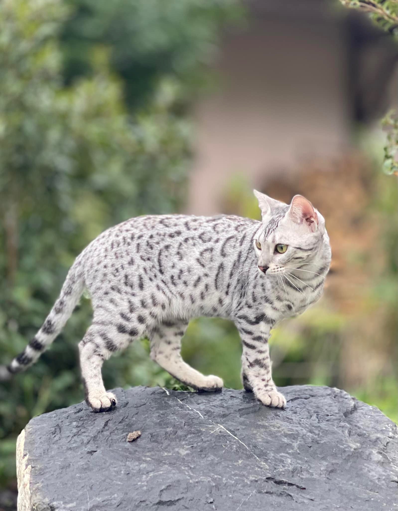 Cat 1