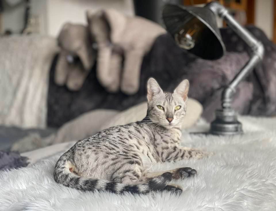 Cat 1